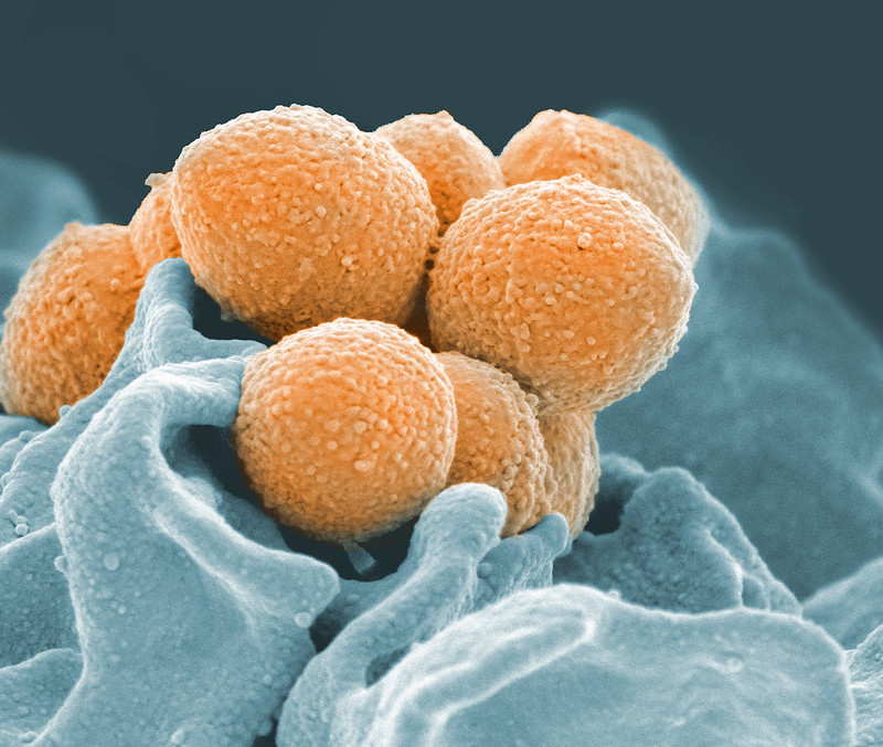 Microorganismes